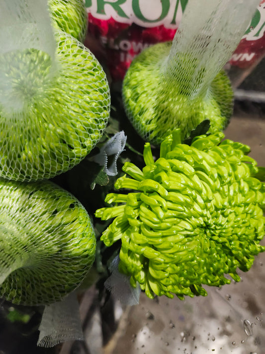 Mum Fuji Green