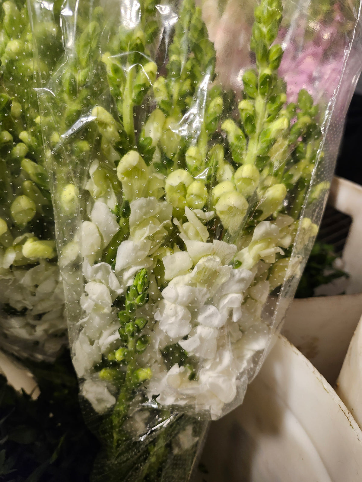 Snapdragons White