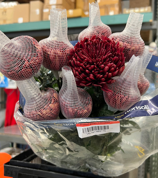 Mum Cremon Burgundy