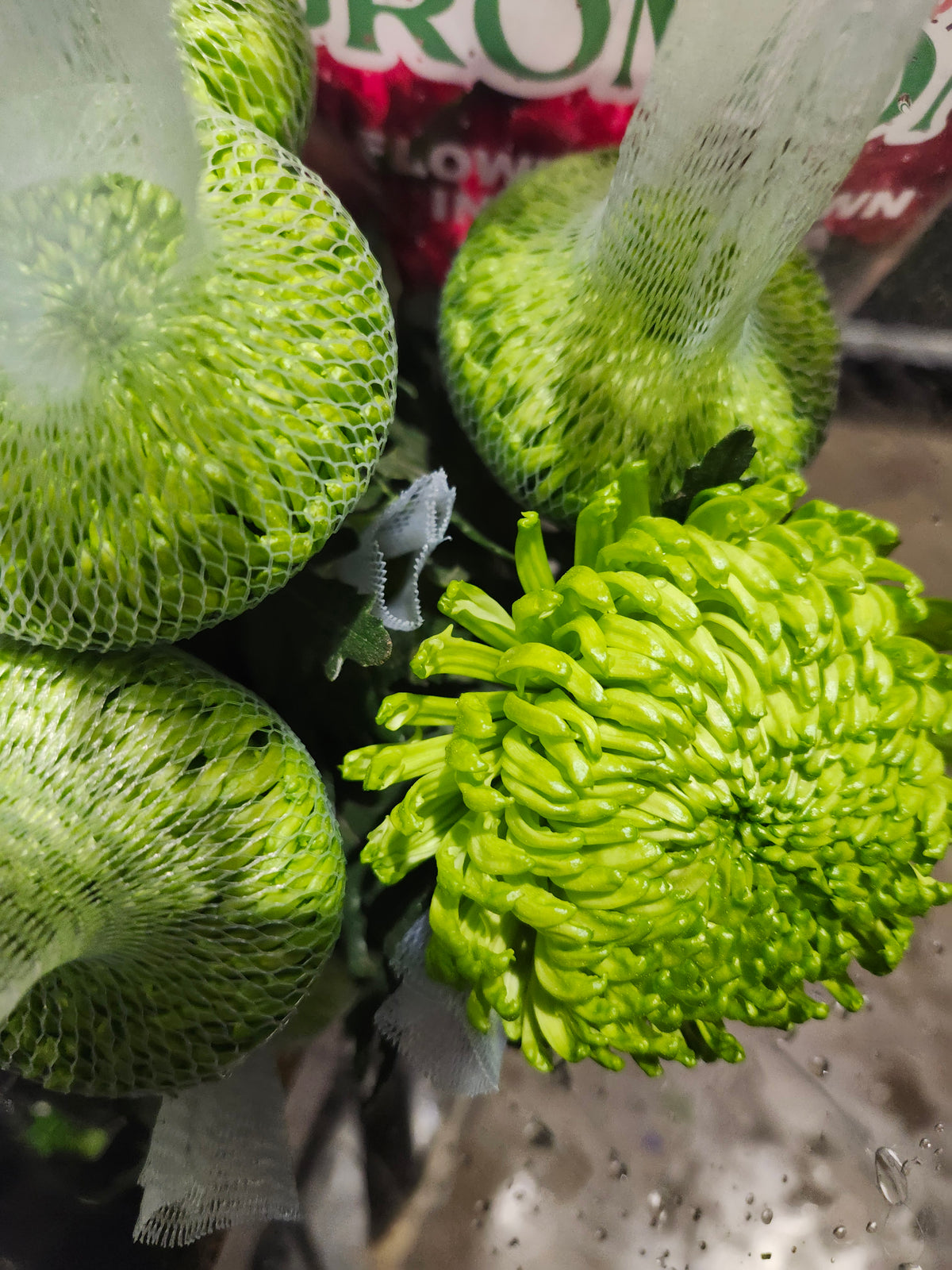 Mum Fuji Green