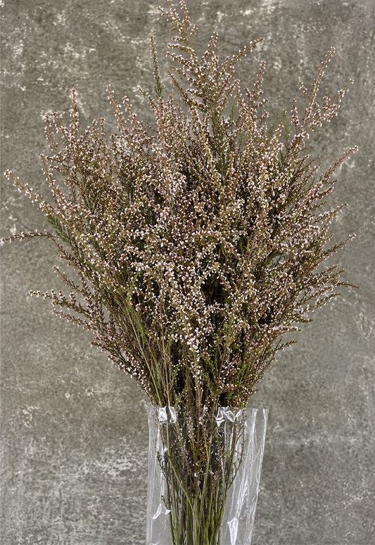 Calycina- Sterling Range