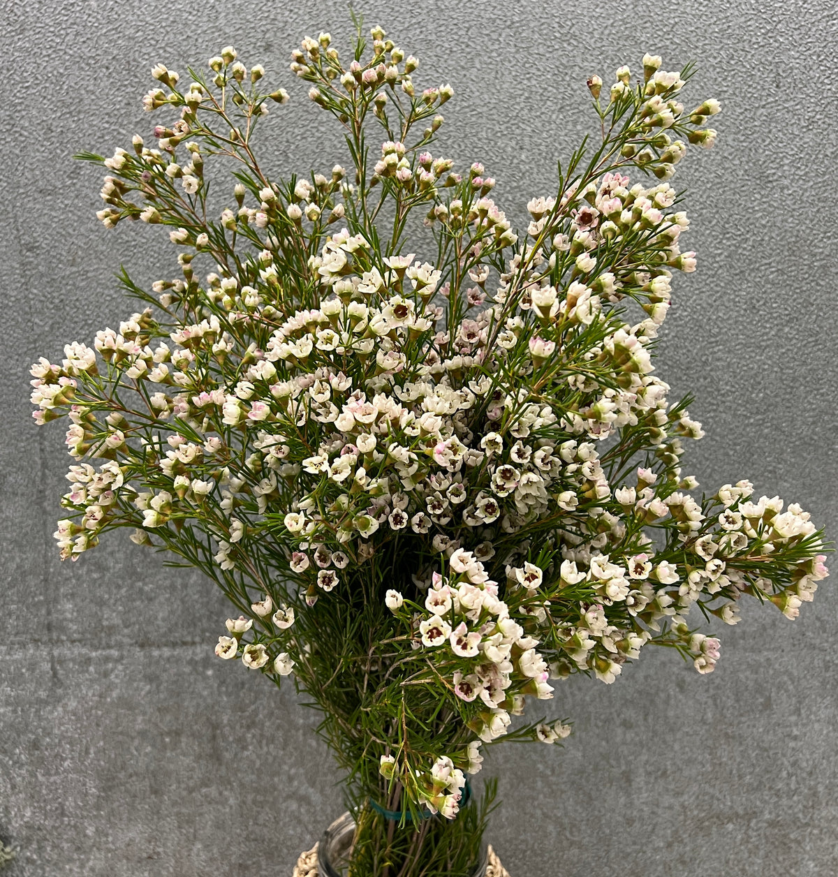 Wax Flower White