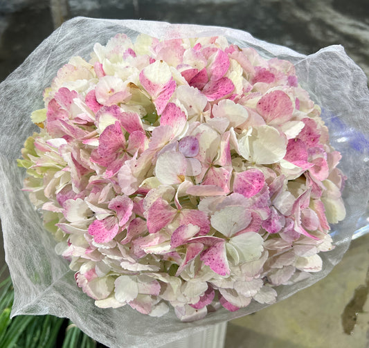 Hydrangea Antique