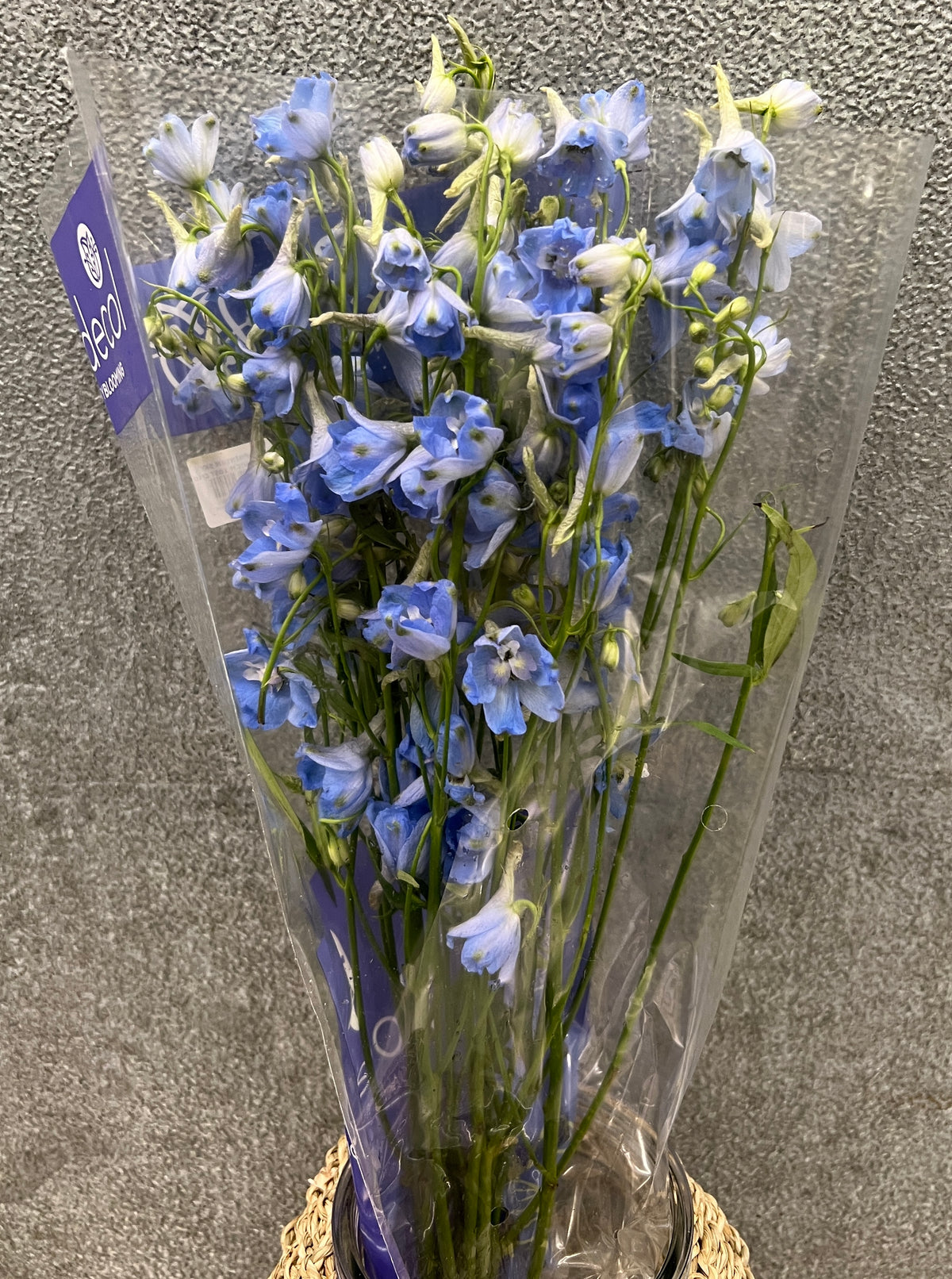 Delphinium Belladonna Light Blue