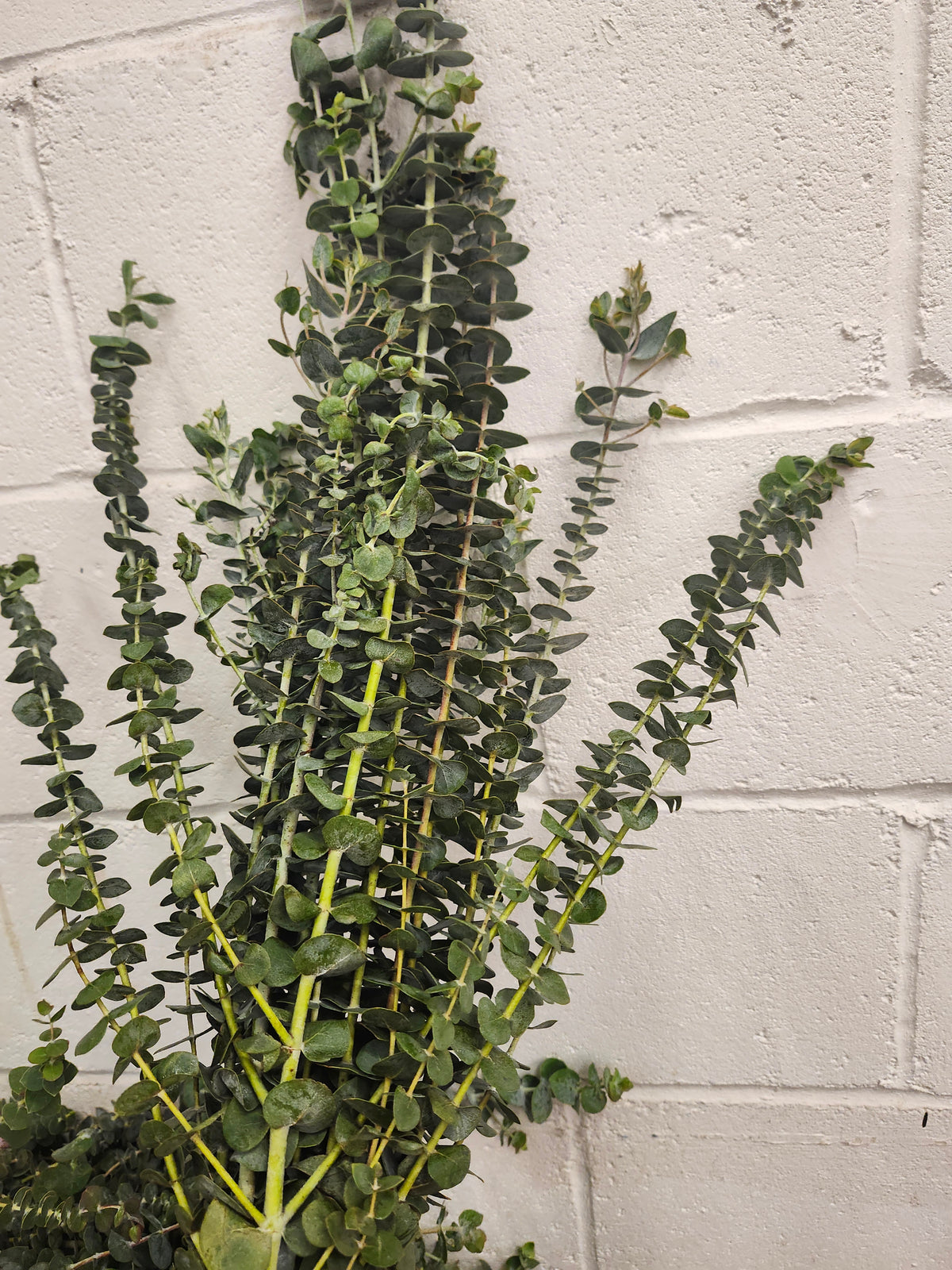 Eucalyptus Blue