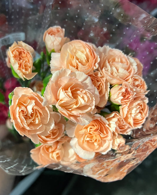 Carnation Mini Peach