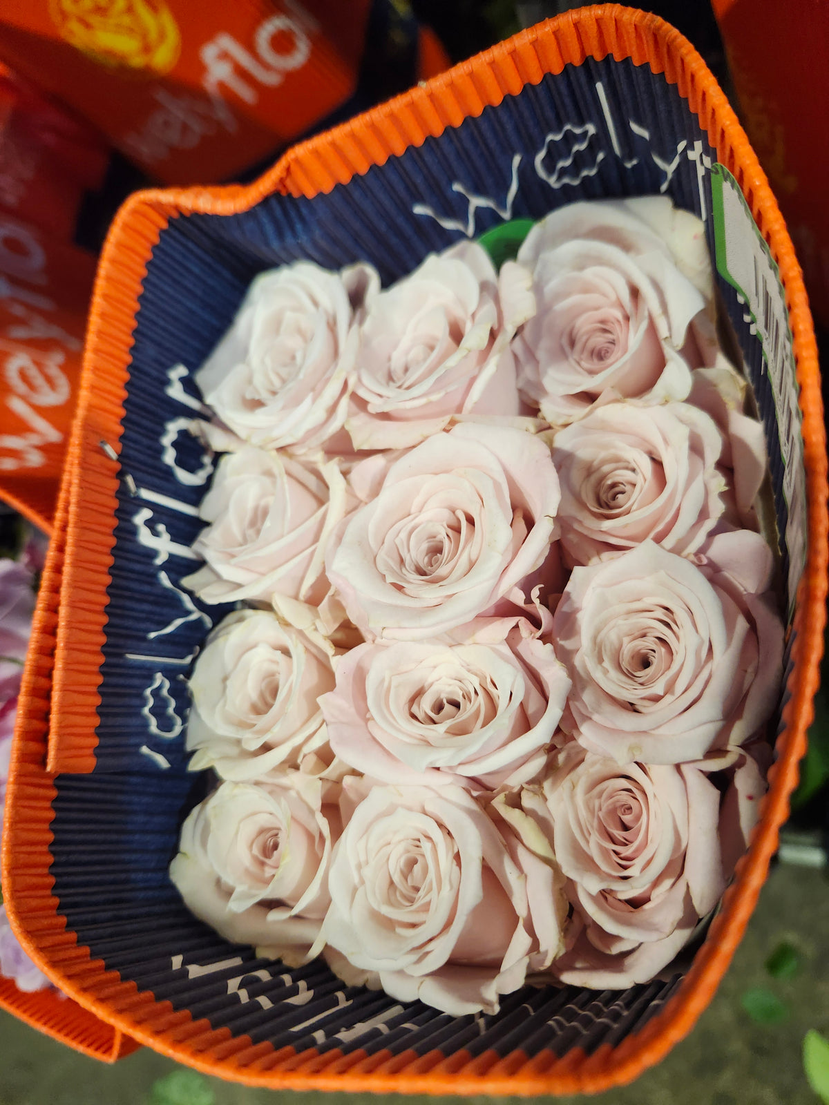 Rose Sweet Escimo 60 Cm