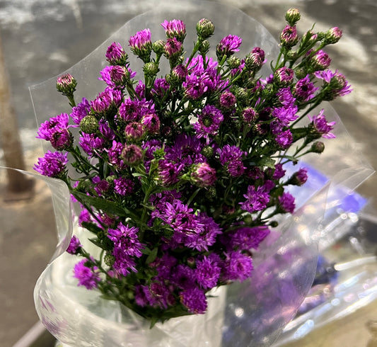 Aster Purple
