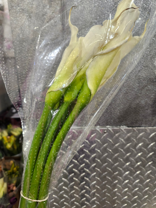 Calla Lily Standard