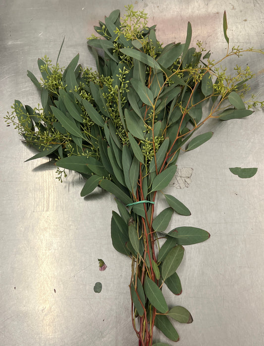 Eucalyptus Seeded