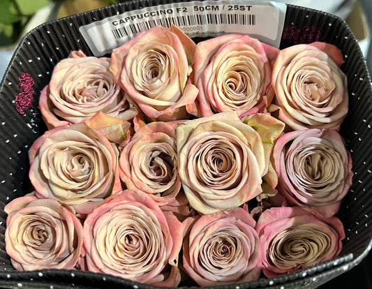 Rose Cappuccino 50 Cm