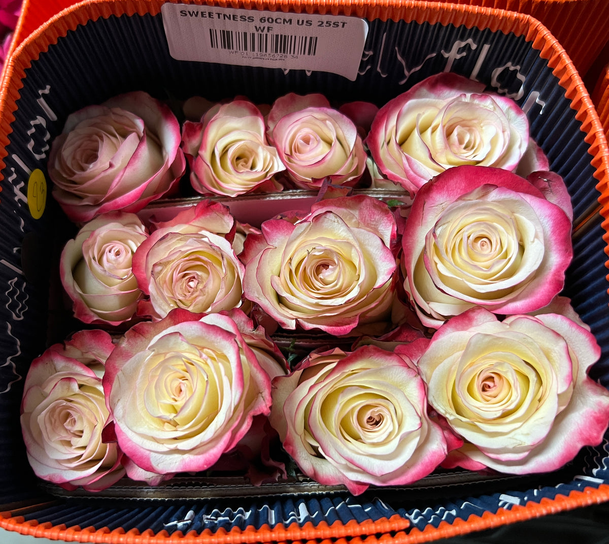 Rose Sweetness 60 Cm