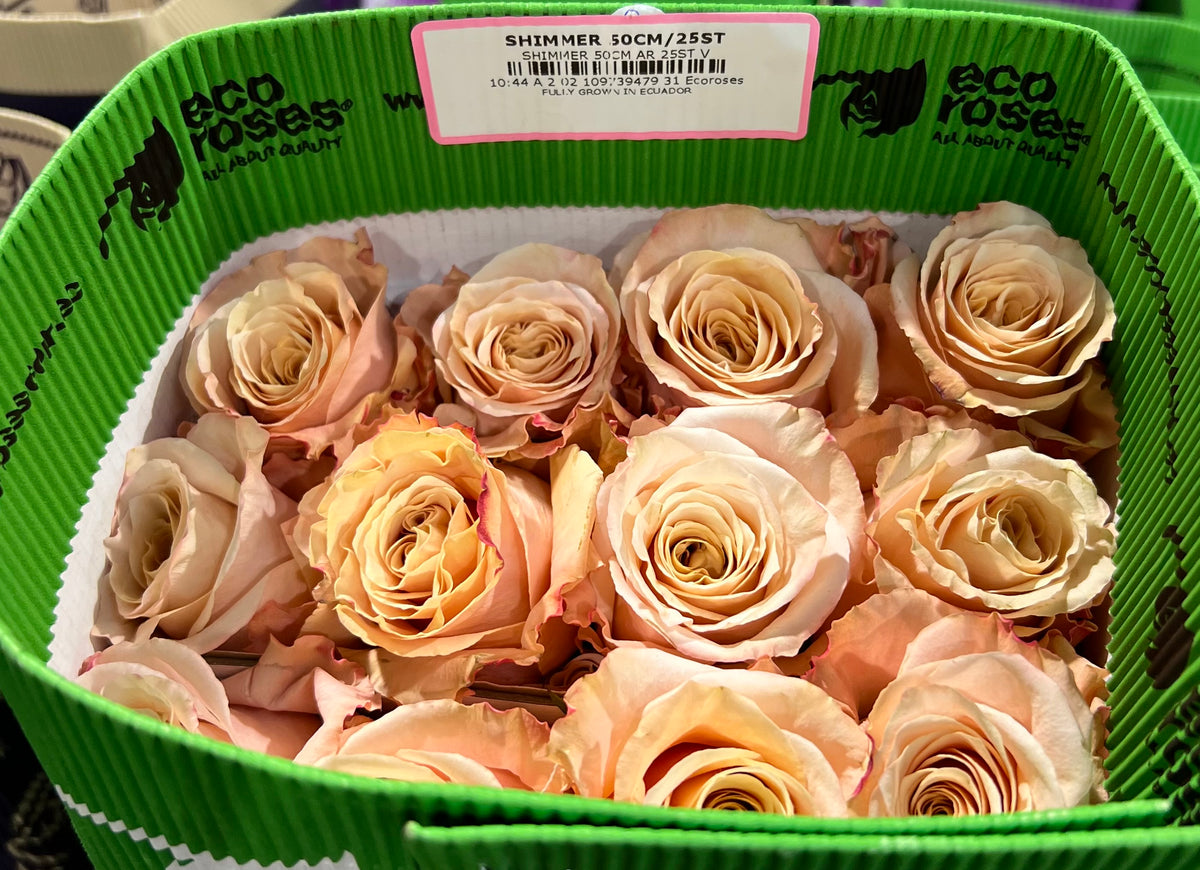 Rose Shimmer 60 Cm