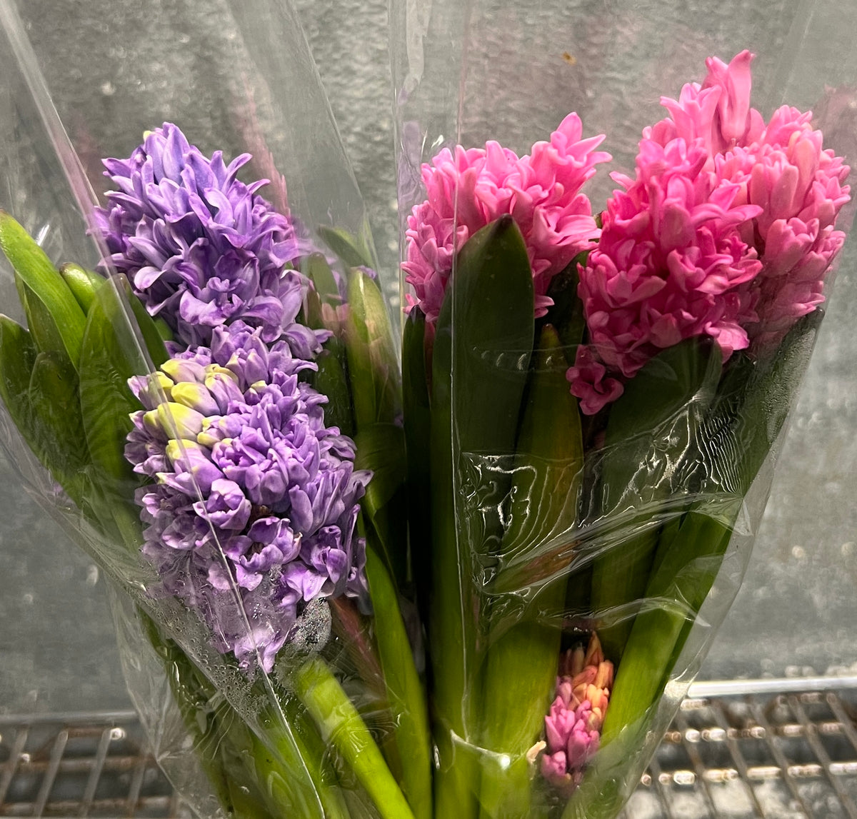 Hyacinth