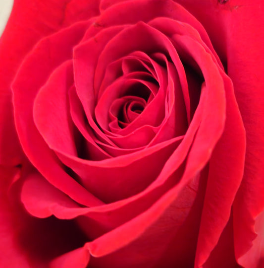 Rose Freedom 50 Cm