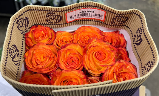 Rose High & Magic 50 Cm