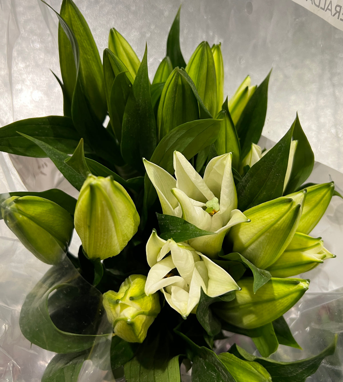 Lily Oriental Zambisi