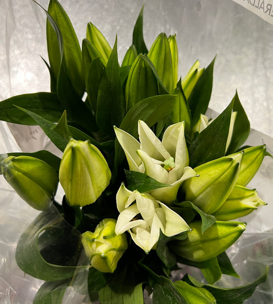 Lily Oriental Zambisi