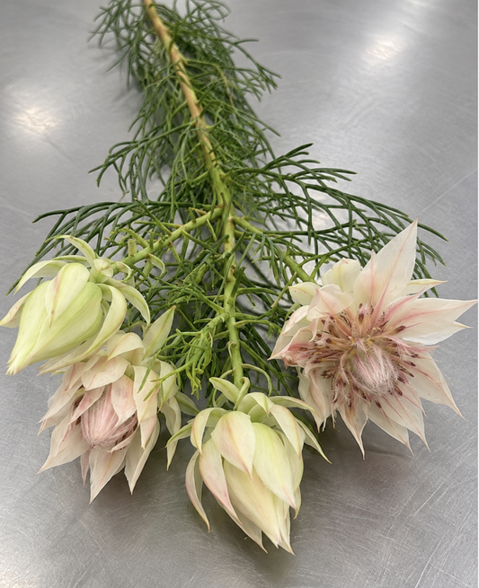 Protea Bridal Veil