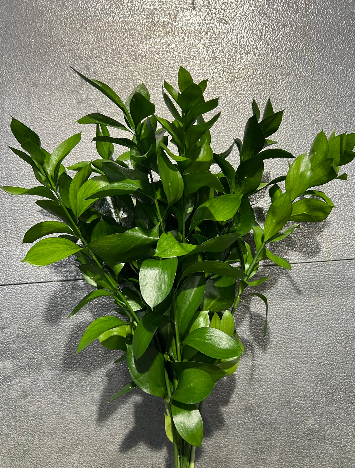 Ruscus Israeli