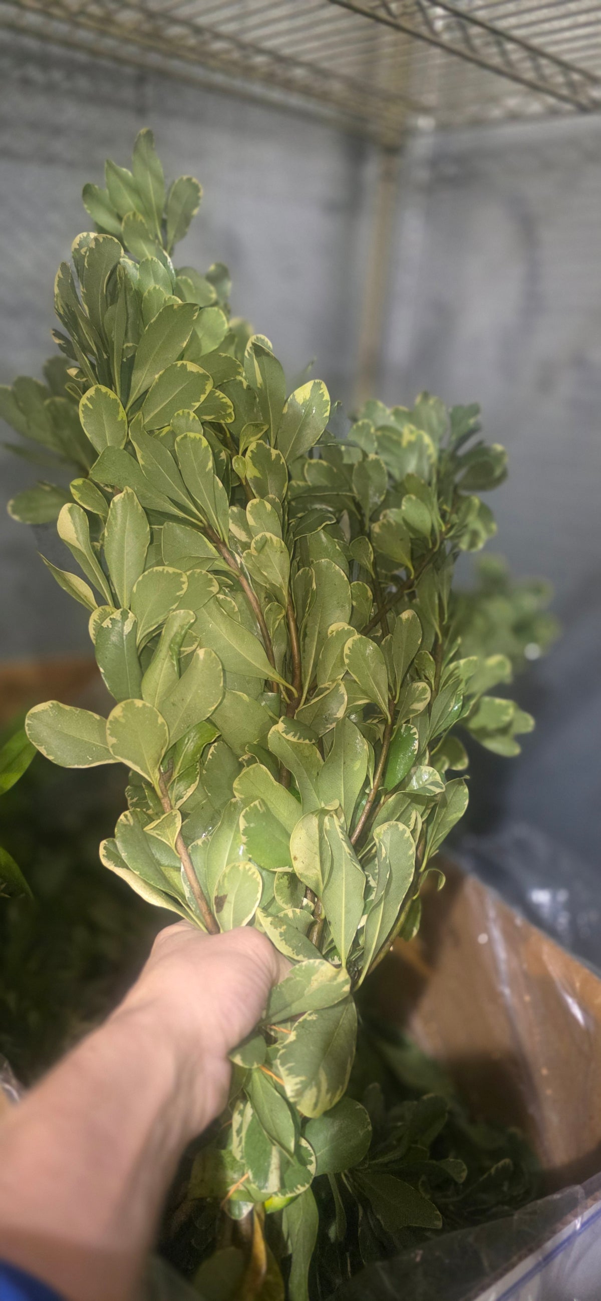 Pittosporum Variegated