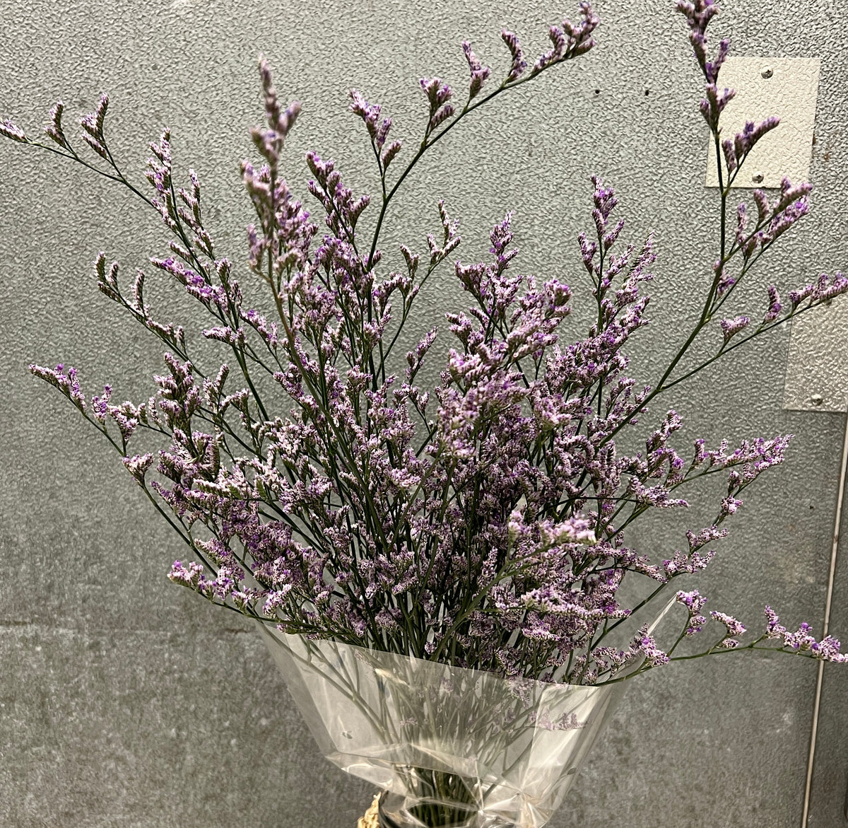 Limonium Purple