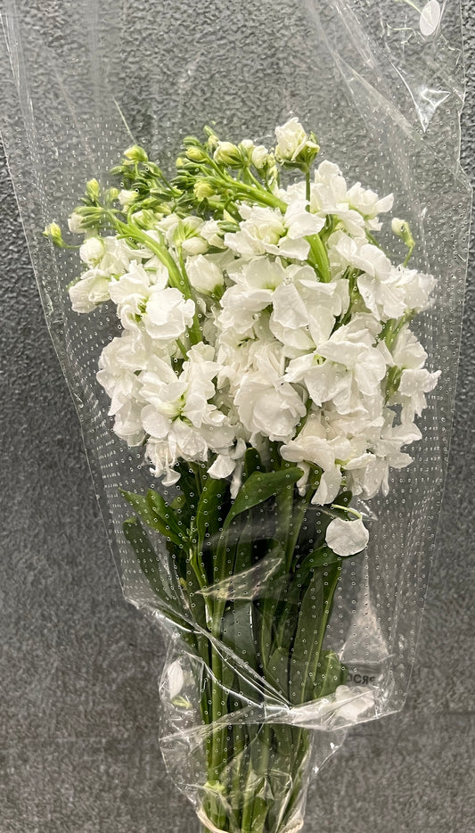 Stock White