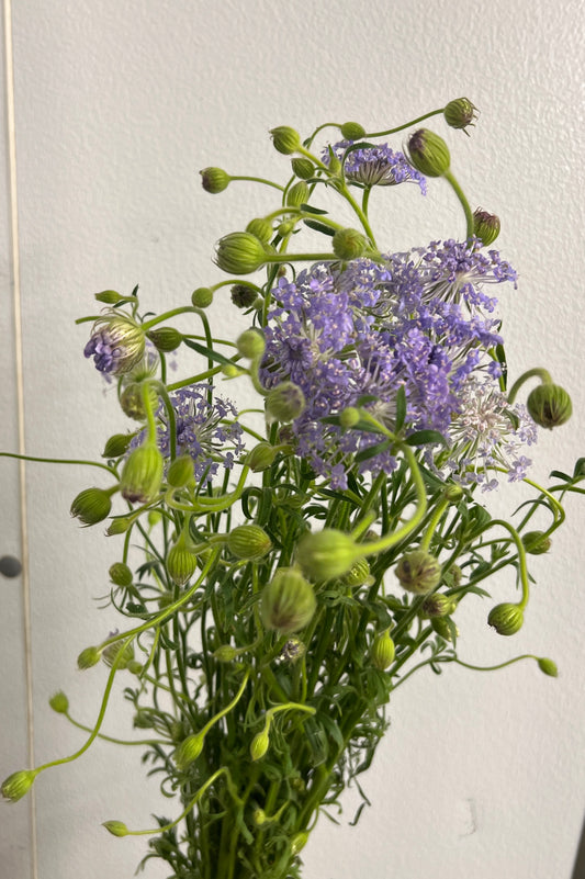 Didiscus Blue