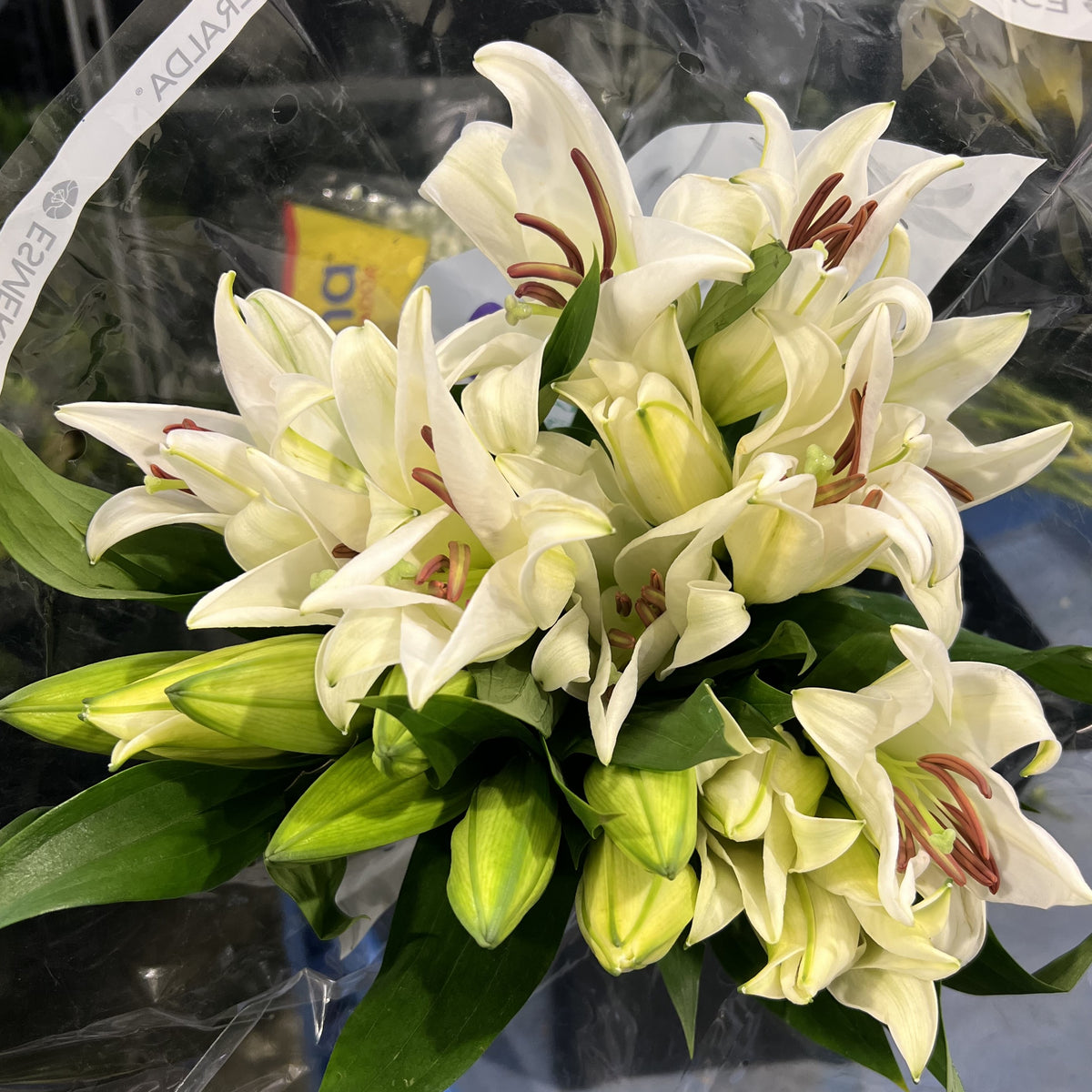 Lily Oriental White