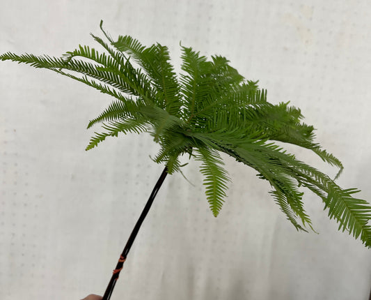 Umbrella Fern