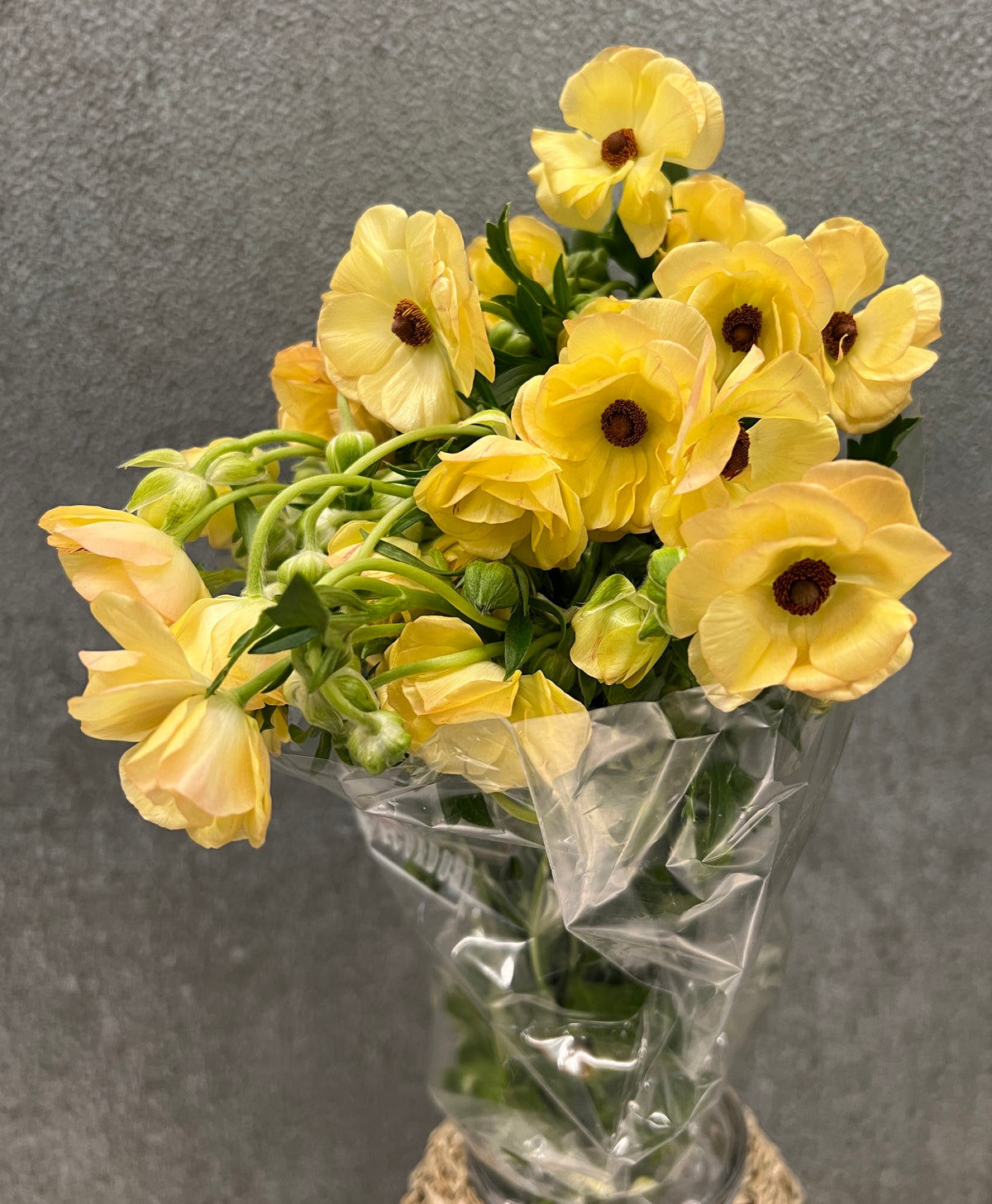Ranunculus Butterfly