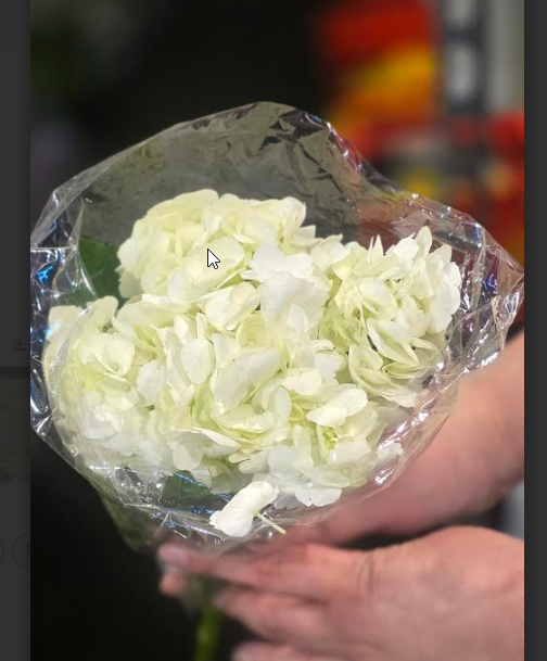 Hydrangea White