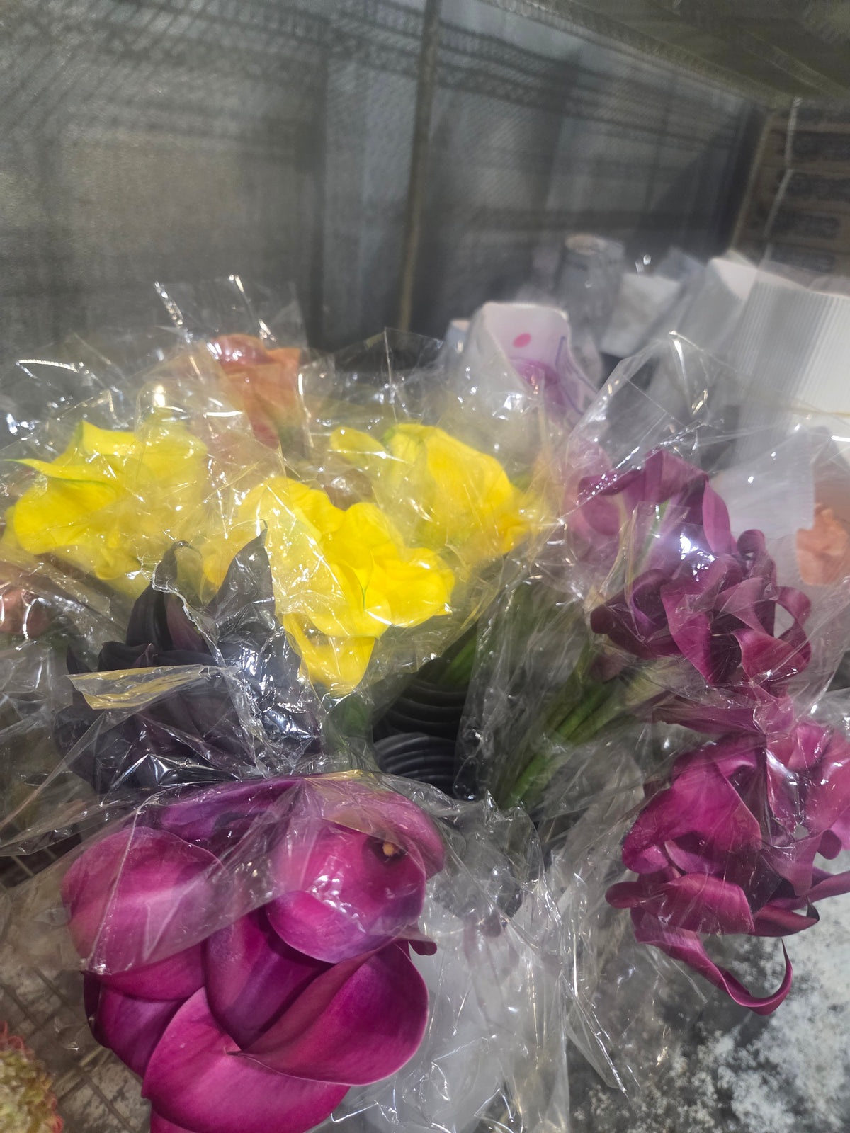 Calla Mini Asst