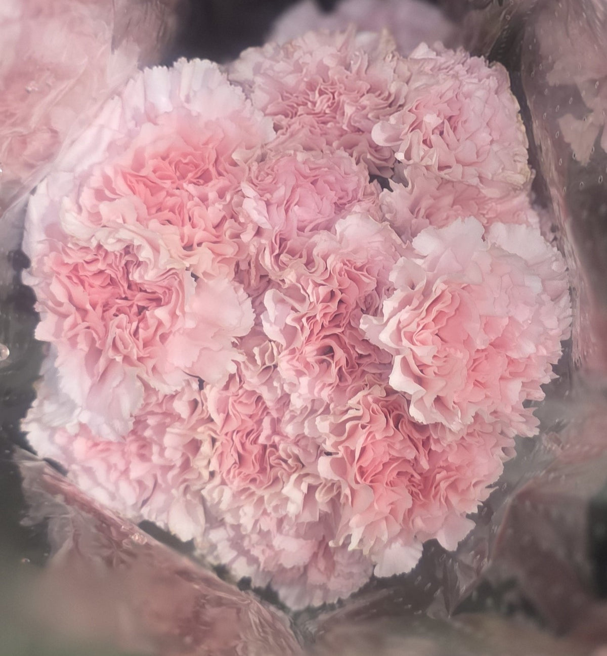 Carnation Pink