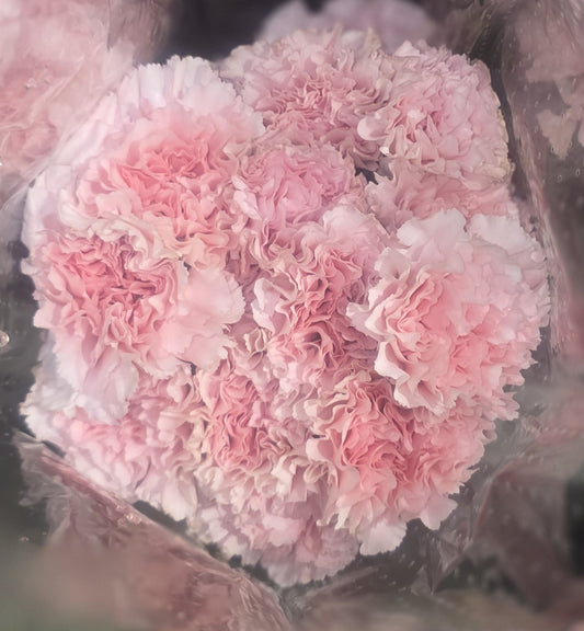 Carnation Pink