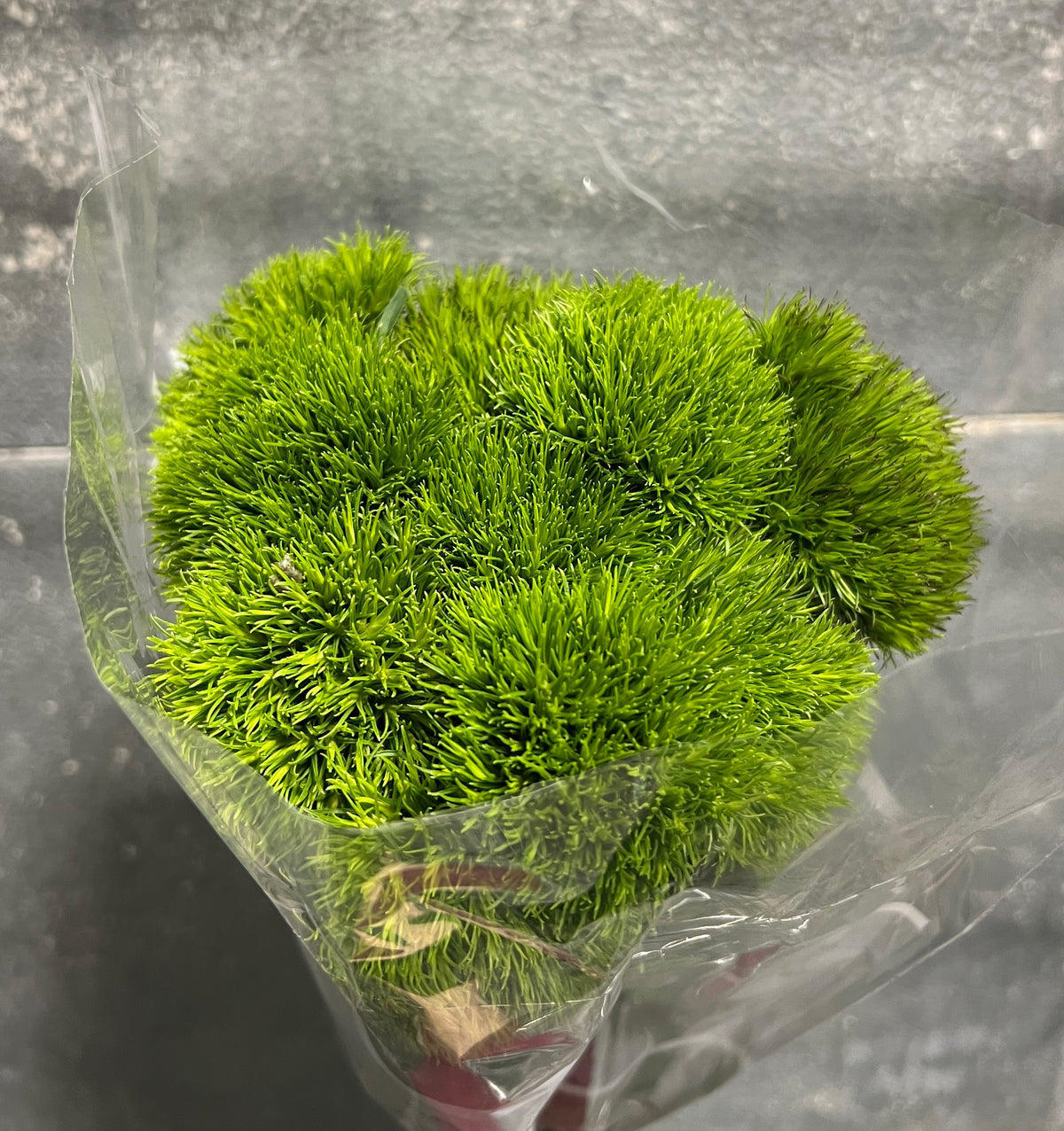 Dianthus Green Trick