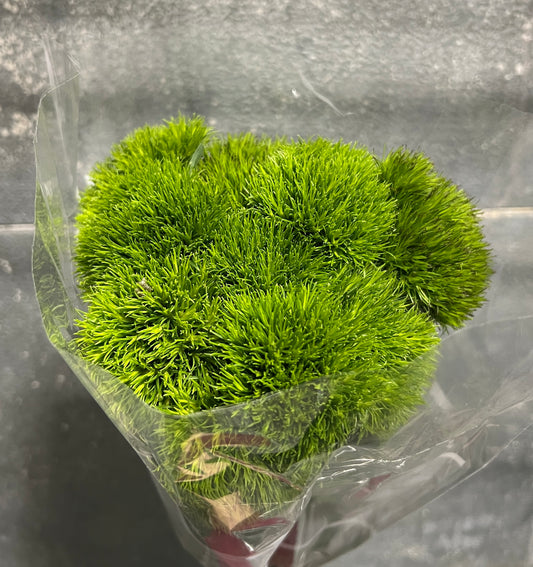 Dianthus Green Trick
