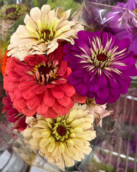 Zinnia