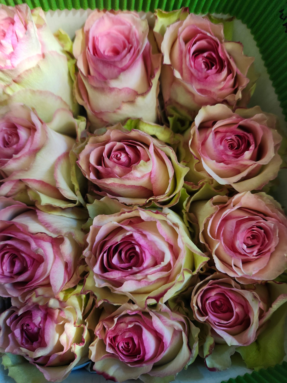 Rose Esperance 60 Cm