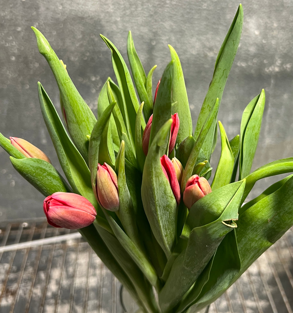 Tulip Red
