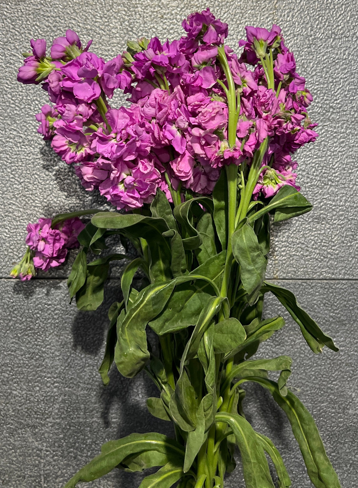 Stock Pink