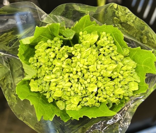Hydrangea Mini Green