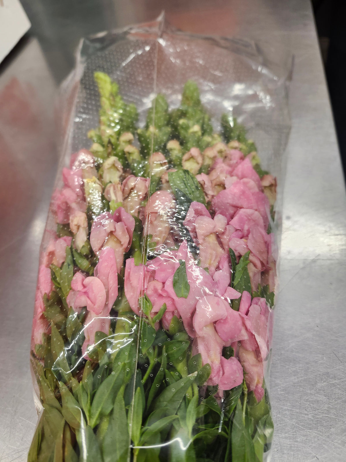 Snapdragon Light Pink