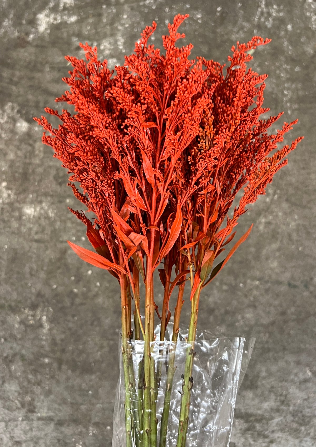 Solidago Dyed Orange