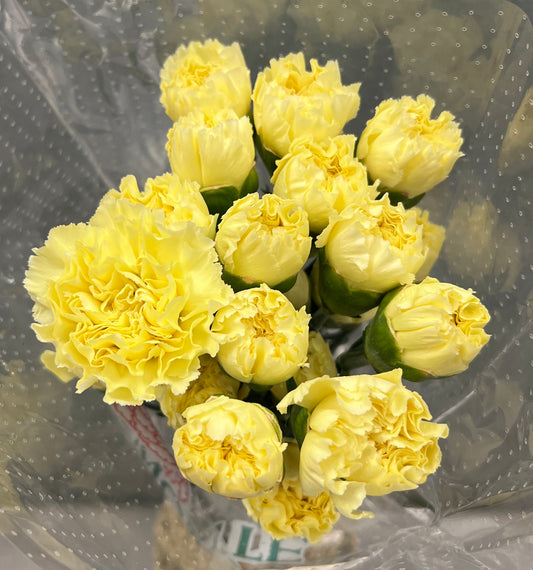 Carnation Yellow