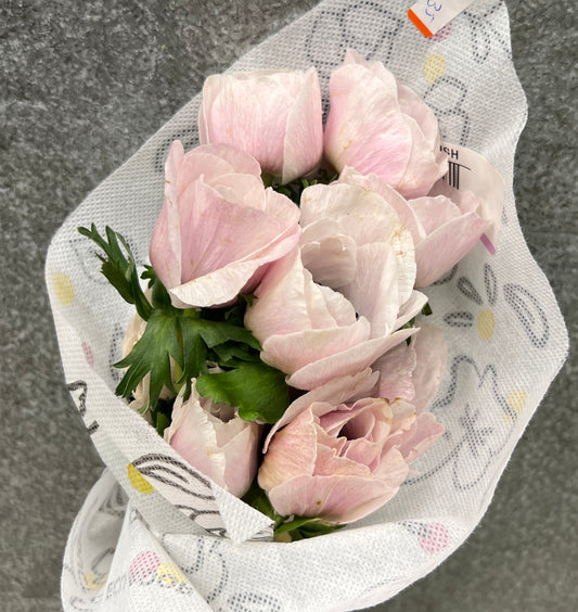 Anemones Blush