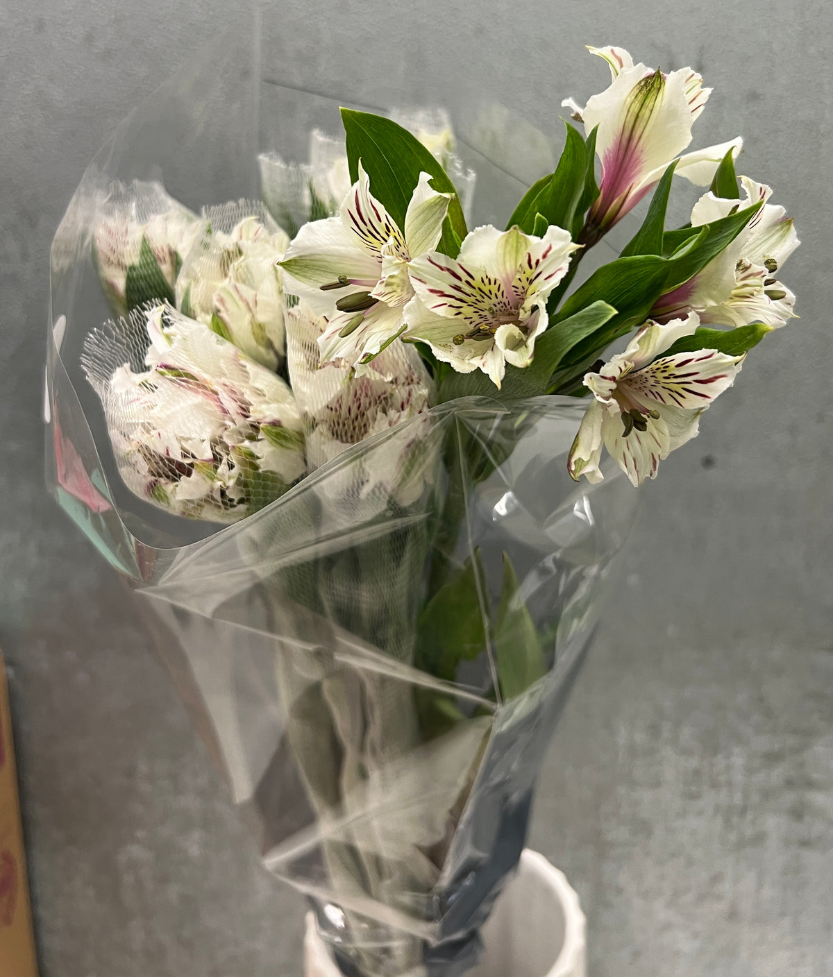 Alstromeria Premium White
