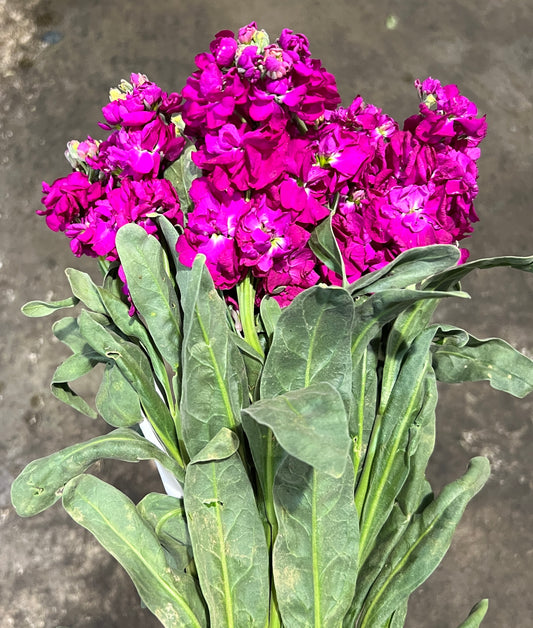 Stock Magenta
