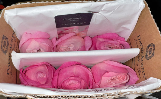 Rose Garden Constance