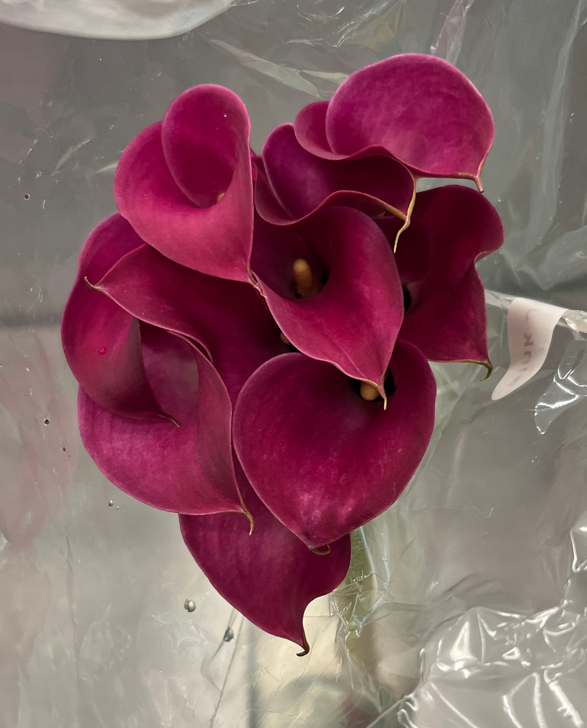 Calla Mini Burgundy